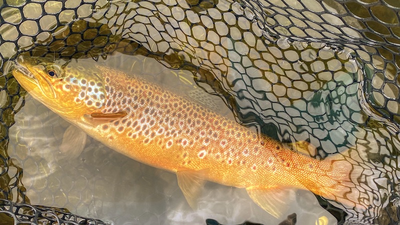 200705 rena trout