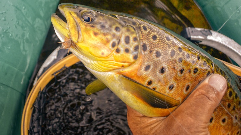 200708 rena trout fly