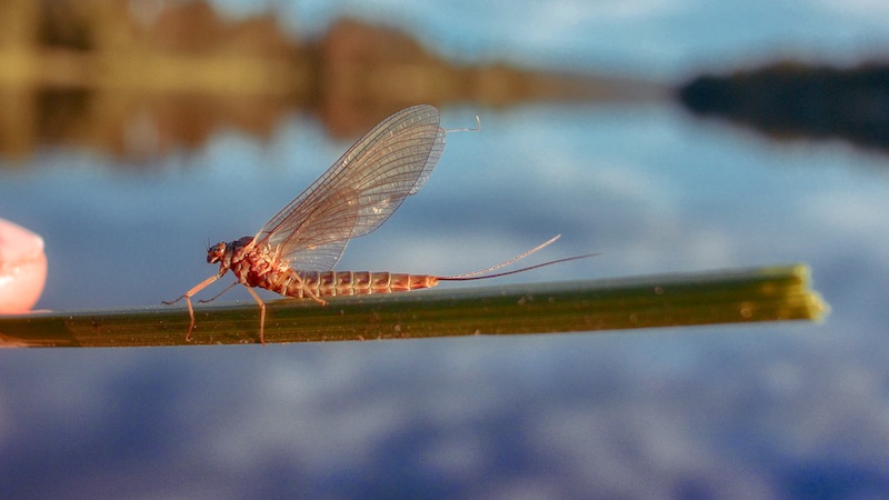 Majflue 200710 rena mayfly