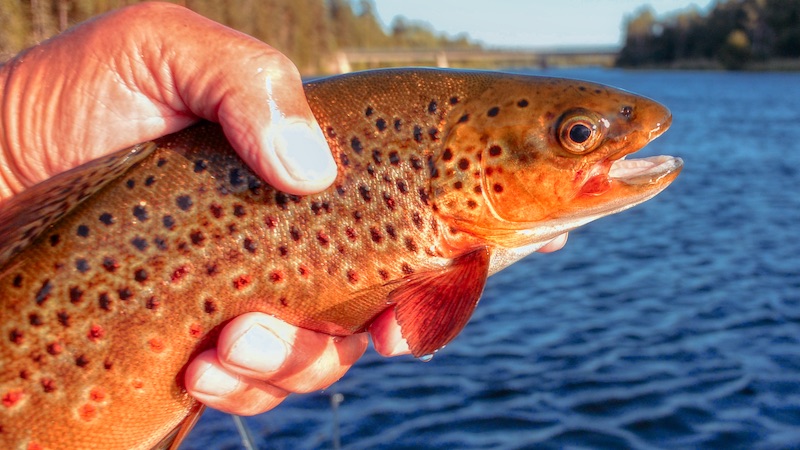 Rena ørred 200724 rena browntrout