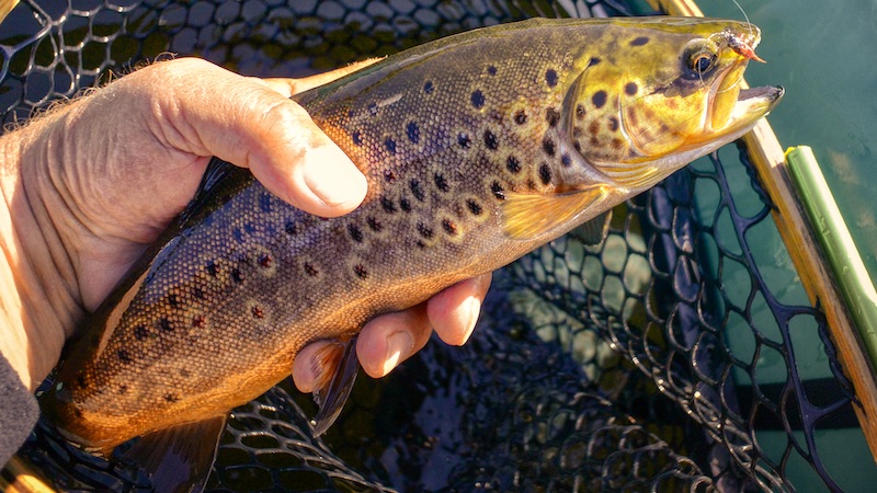 Bækørred 200725 rena browntrout