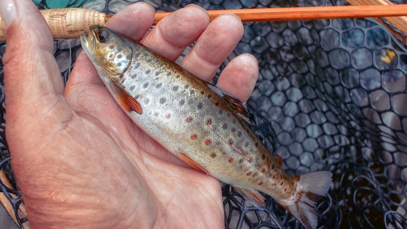Ørred 200726 rena small trout