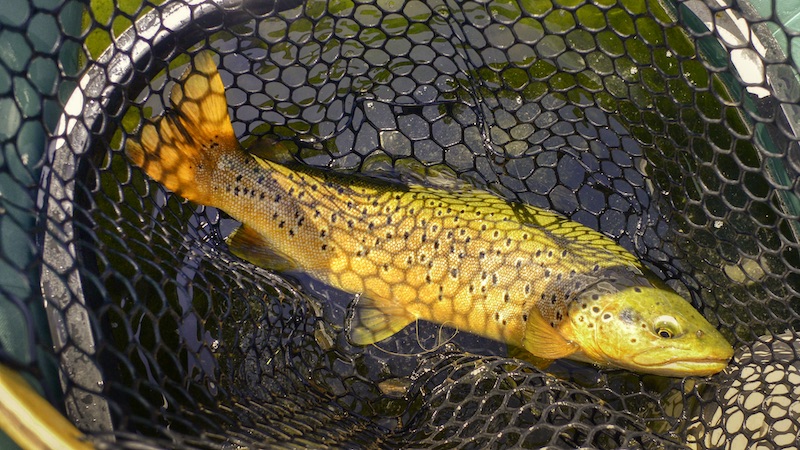 200731 rena trout fisknät
