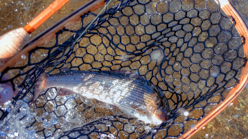 200801 rena grayling net grimsa