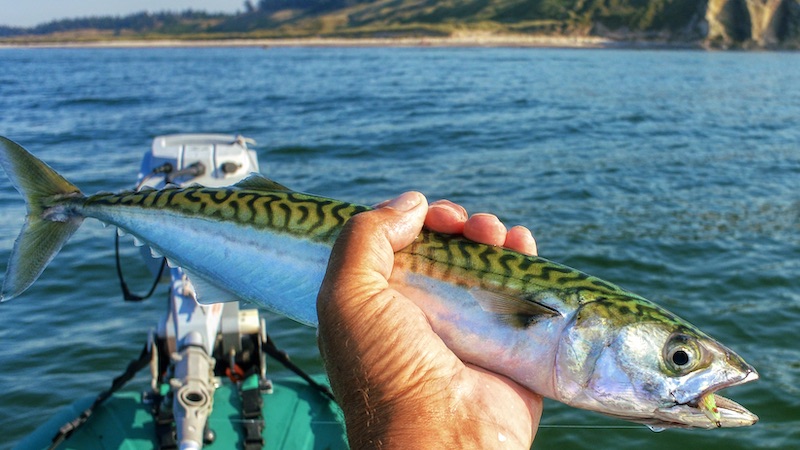 200808 vesterhavet makrel