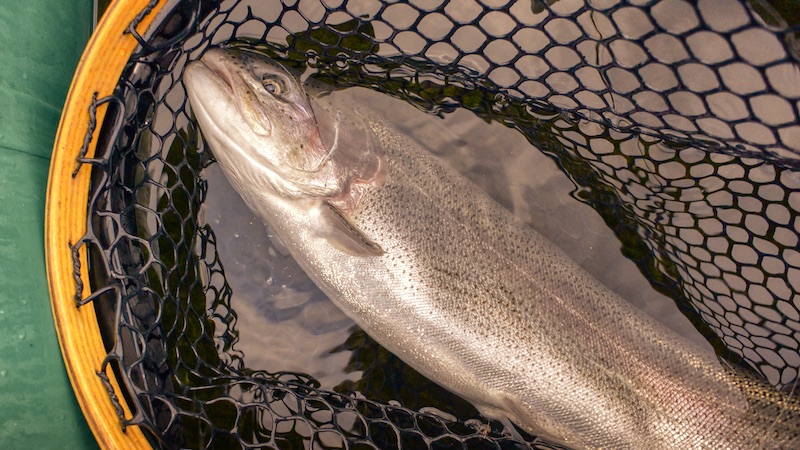 Regnbueørred 200827 milldam rainbowtrout
