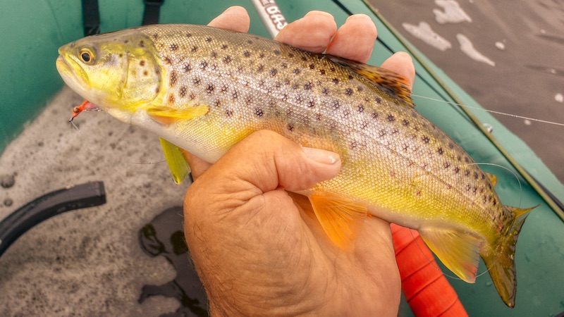 Ørred 200921 Randers Fjord trout