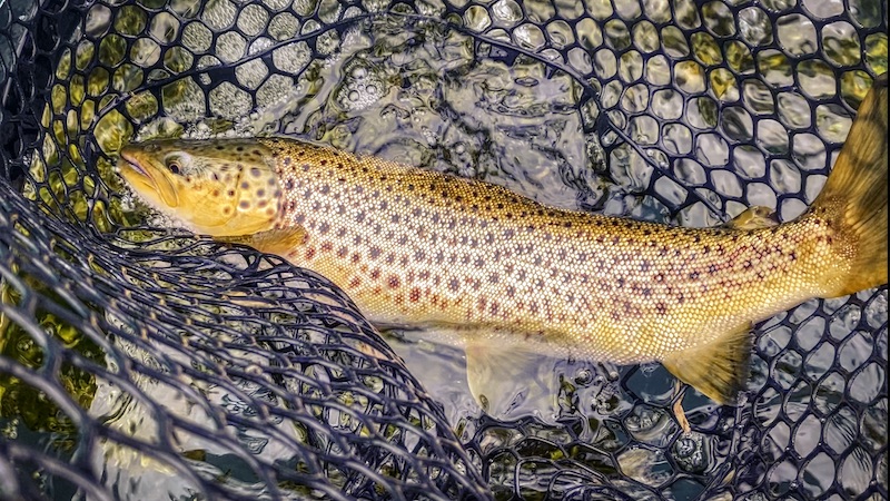 Mariager Fjord ørred 200929 mariager fjord trout
