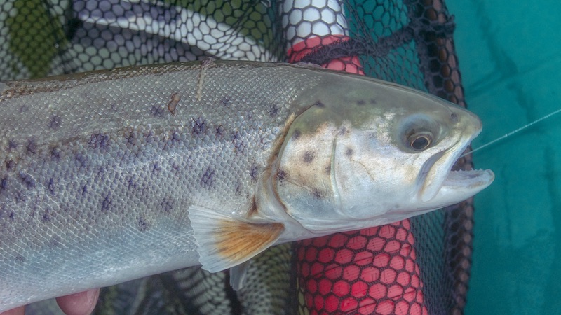 201025 Fjellerup Seatrout
