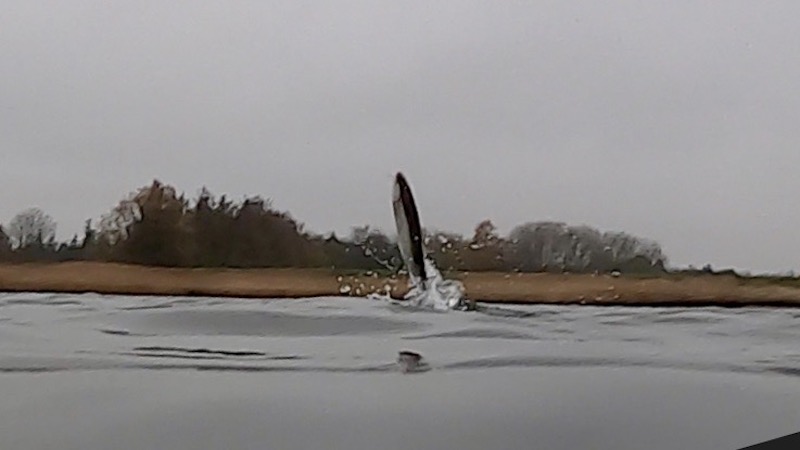 201111 Randers Fjord springende orred