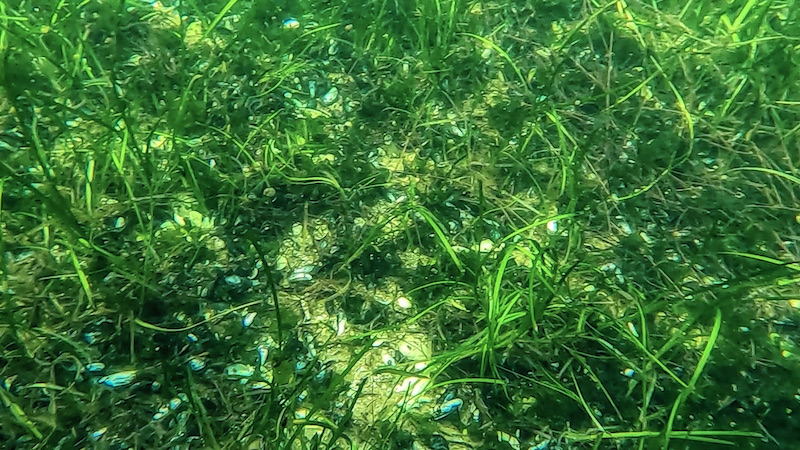 201115 mariager fjord aalegraes