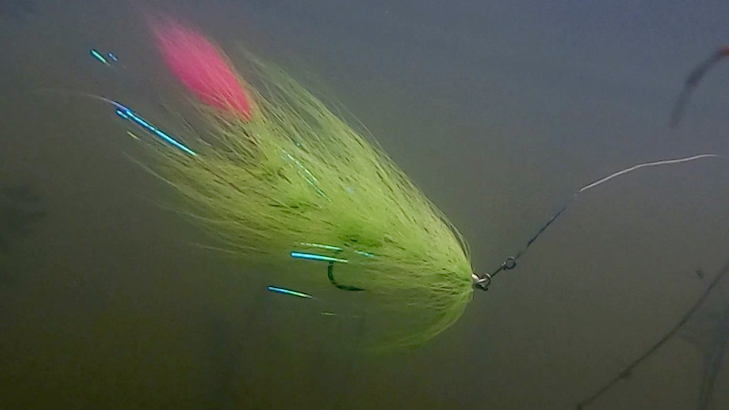 Geddeflue i vandet 201206 bredningen fly en water