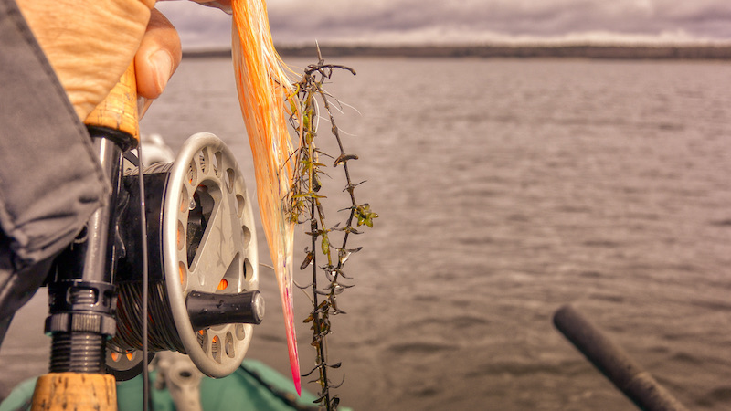 210327 Tamge flue weed