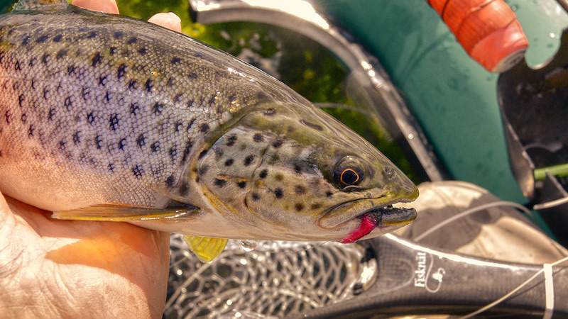 210413 mariager bramslev trout