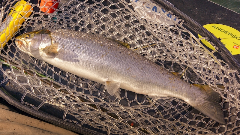 Havørred 210418 bornholm seatrout
