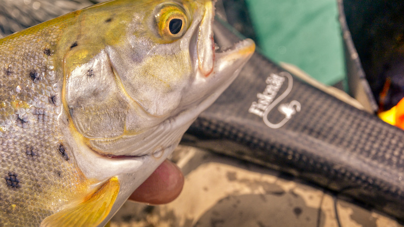 210507 udbyhoj seatrout