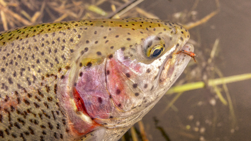 Rainbow trout 210512 milldam rainbowtrout nymp