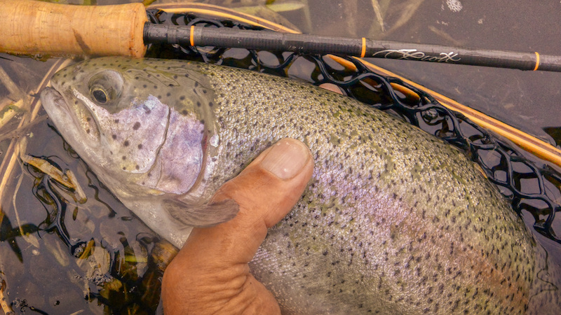 Regnbueørred 210512 milldam rainbowtrout