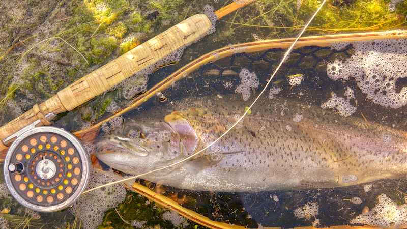 Splitcane og ørred 210531 milldam rainbow