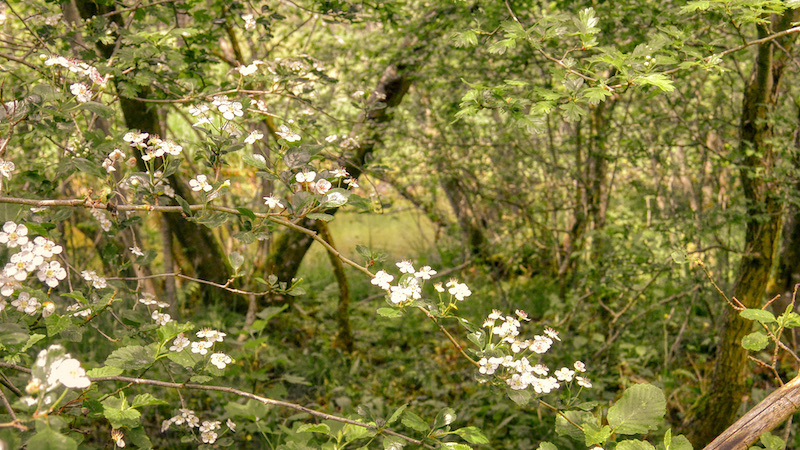 210603 villestrup bevoksning