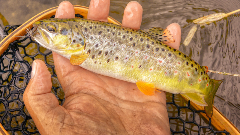 210603 villestrup browntrout