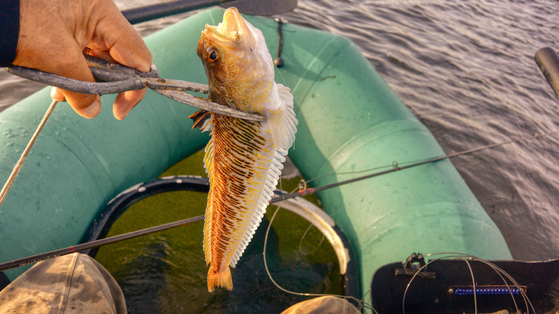 210610 udbyhoj fjaesing