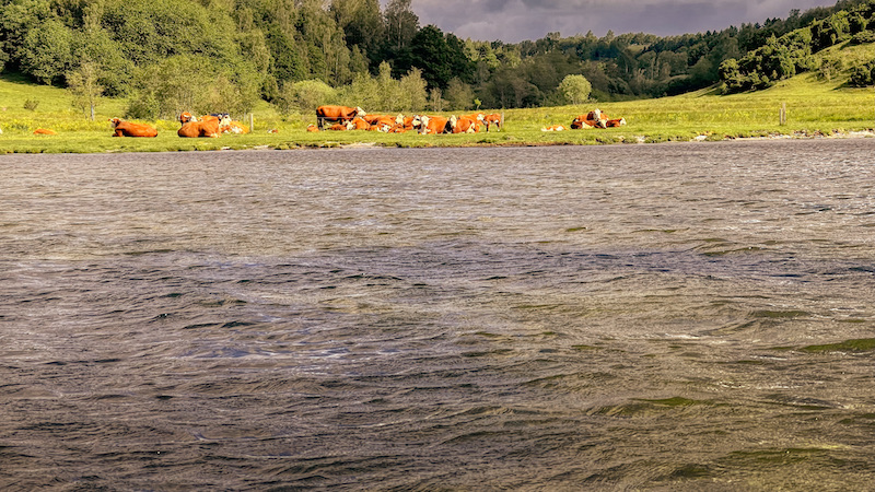 210615 mariager fjord bramslev kreaturer