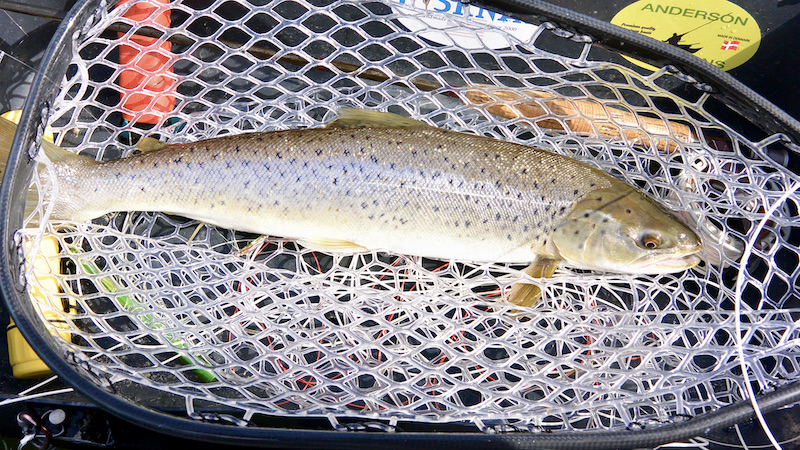 210616 mariager stinesminde trout