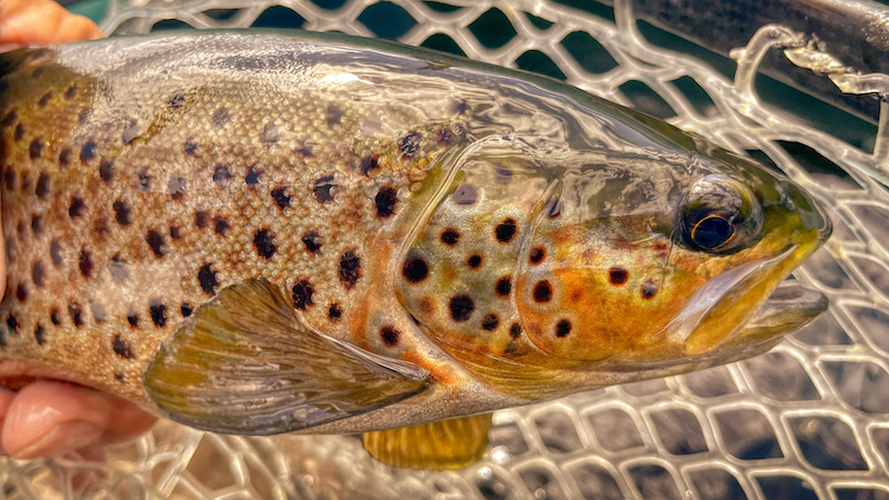 210625 rena deset trout