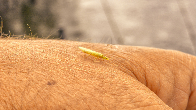 210626 rena stonefly
