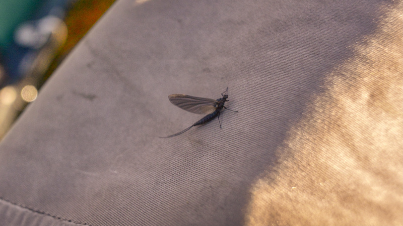 210628 rena loebsjoen mayfly