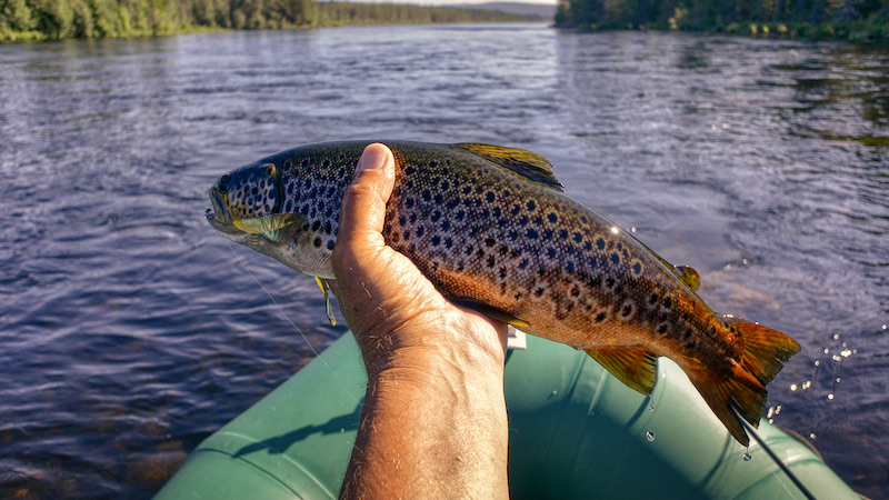 210628 rena loebsjoen trout
