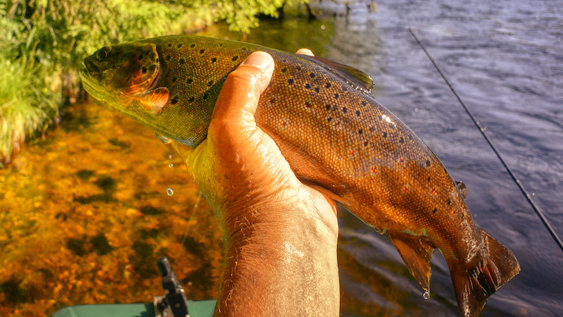 210703 rena trout