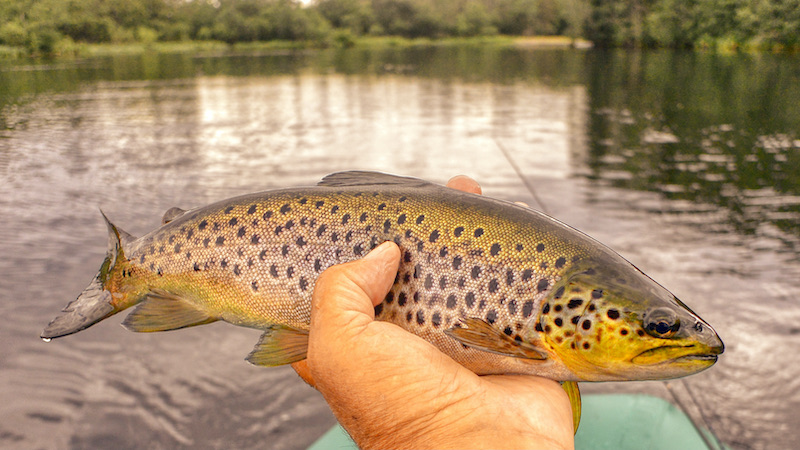 210707 rena trout