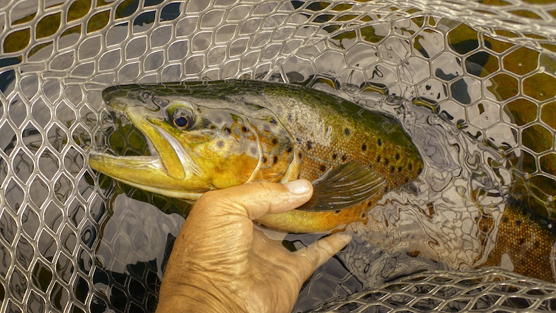 210709 rena browntrout