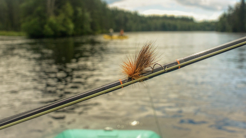 Nelson Caddis 210713 rena nelson caddis