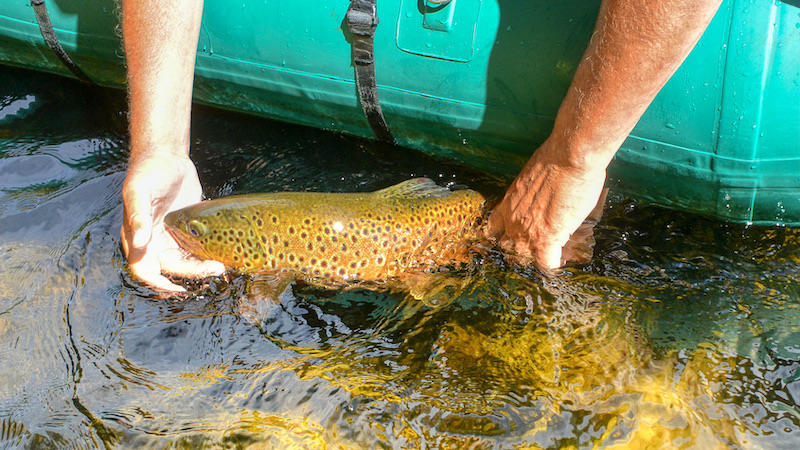 Catch & Release 210713 rena release trout