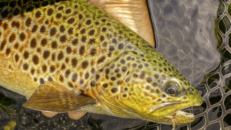 210720 rena rena trout