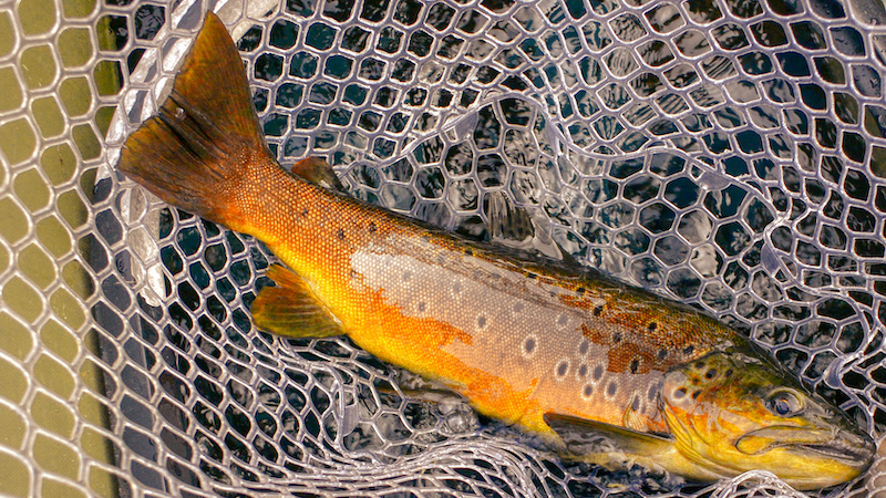 Rena ørred 210723 rena trout