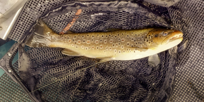 Ørred 210725 nedre rena trout