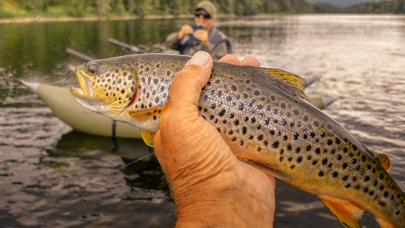 Ørred 210728 rena trout lars