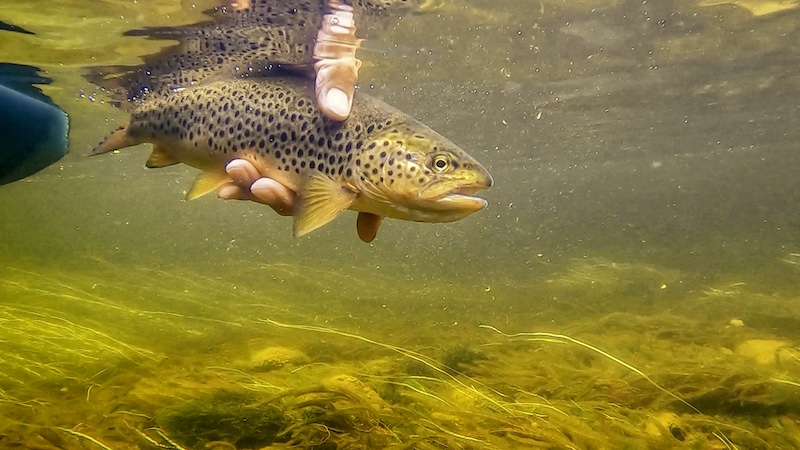 Ørred 210728 rena trout under water