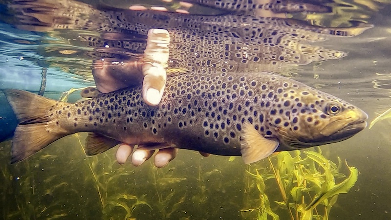 Genudsætning af ørred 210729 rena release trout