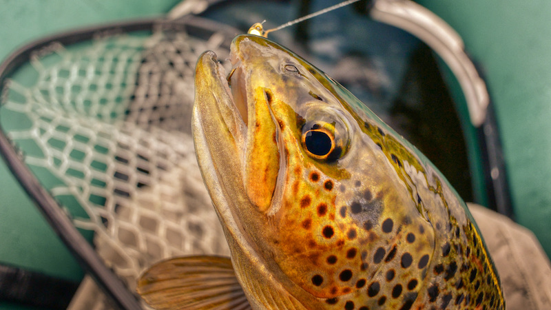 Ørred fanget på nymfe 210729 rena trout nymp