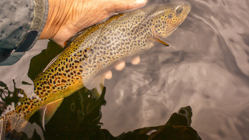 Genudsætning af ørred 210729 rena trout releasing