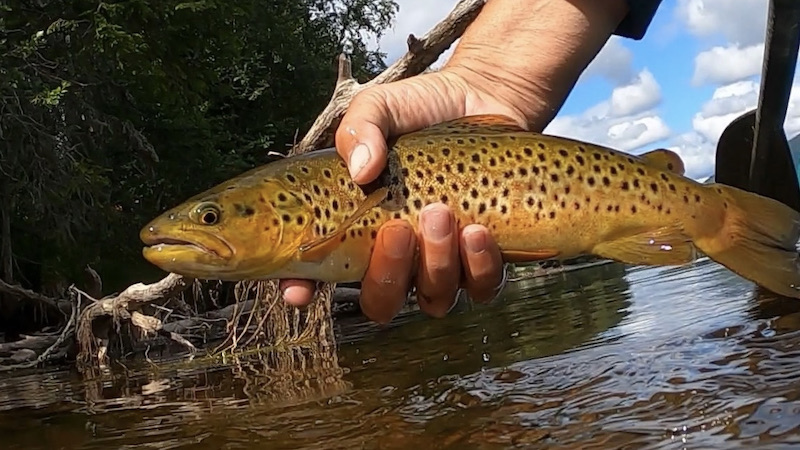 210803 rena trout