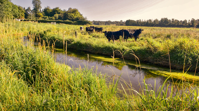 210903 kastbjerg green grass