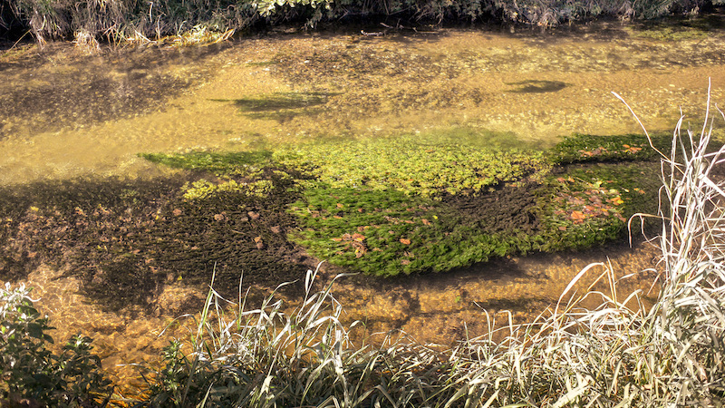 210905 villstrup weed