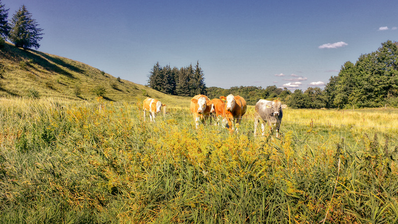 210905 villstrup cows