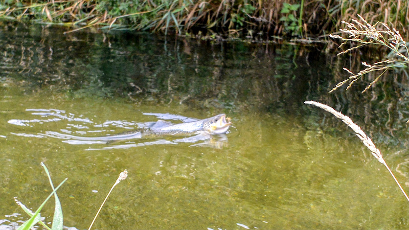 210910 villestrup trout water